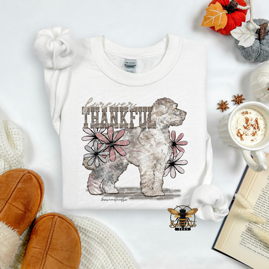 Forever Thankful Bernadoodle